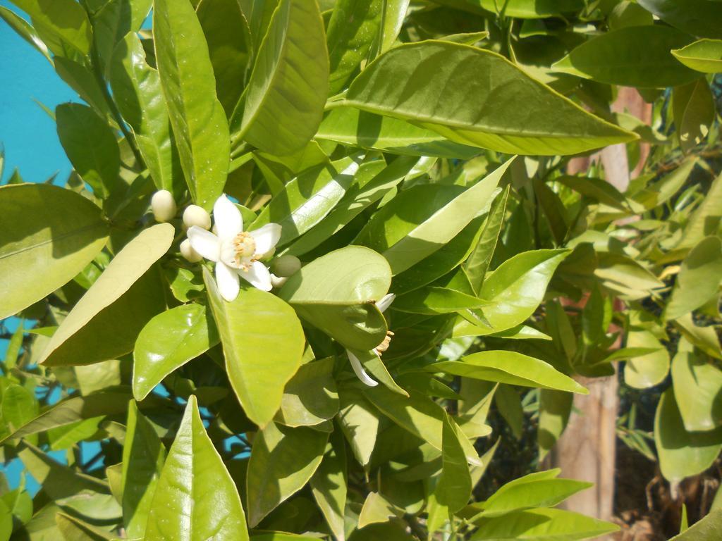 Riad Passiflora Fès Eksteriør bilde