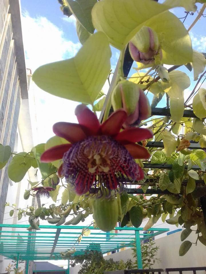 Riad Passiflora Fès Rom bilde